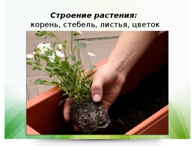 Строение растения:  корень, стебель, листья, цветок 