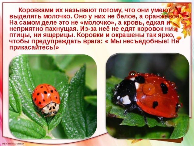  Коровками их называют потому, что они умеют выделять молочко. Оно у них не белое, а оранжевое. На самом деле это не «молочко», а кровь, едкая и неприятно пахнущая. Из-за неё не едят коровок ни птицы, ни ящерицы. Коровки и окрашены так ярко, чтобы предупреждать врага: « Мы несъедобные! Не прикасайтесь!» 
