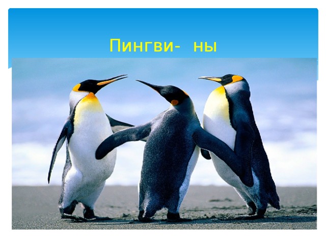  Пингви-         ны 