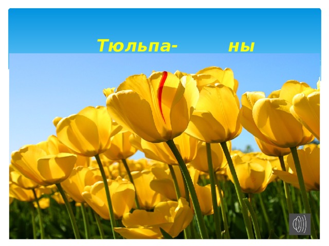  Тюльпа-         ны 