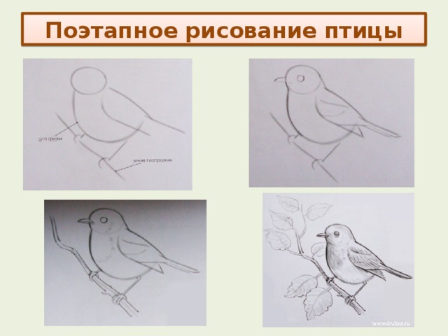 Поэтапное рисование птицы 