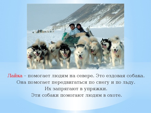 Лайка – помогает людям на севере. Это ездовая собака. Она помогает передвигаться по снегу и по льду. Их запрягают в упряжки. Эти собаки помогают людям в охоте. 