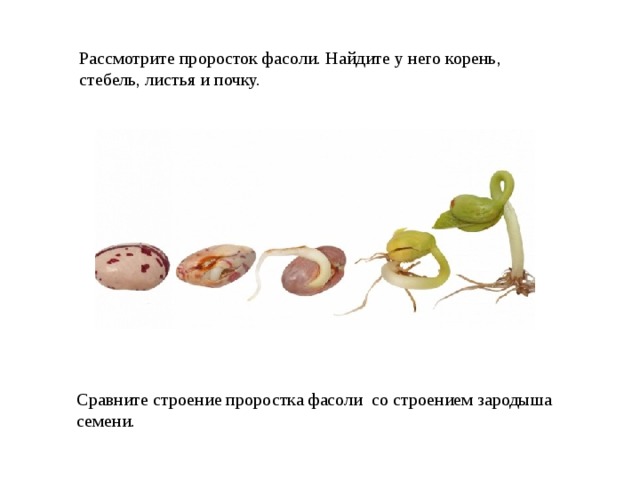 Рассмотрите проросток фасоли. Найдите у него корень, стебель, листья и почку. Сравните строение проростка фасоли со строением зародыша семени. 