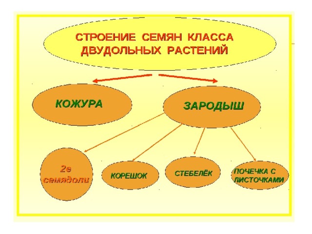 Презентация 6 класс строение семян двудольных растений 6 класс