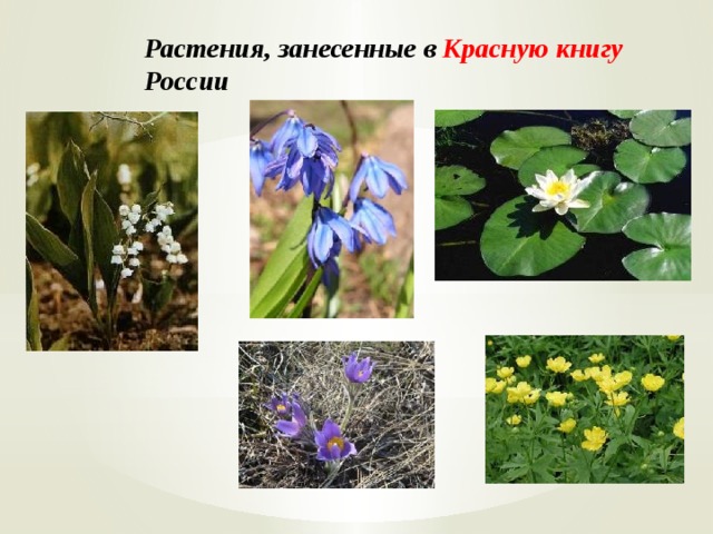 Растения, занесенные в Красную книгу России 