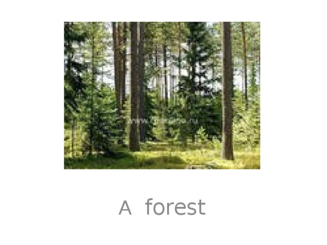 А forest 