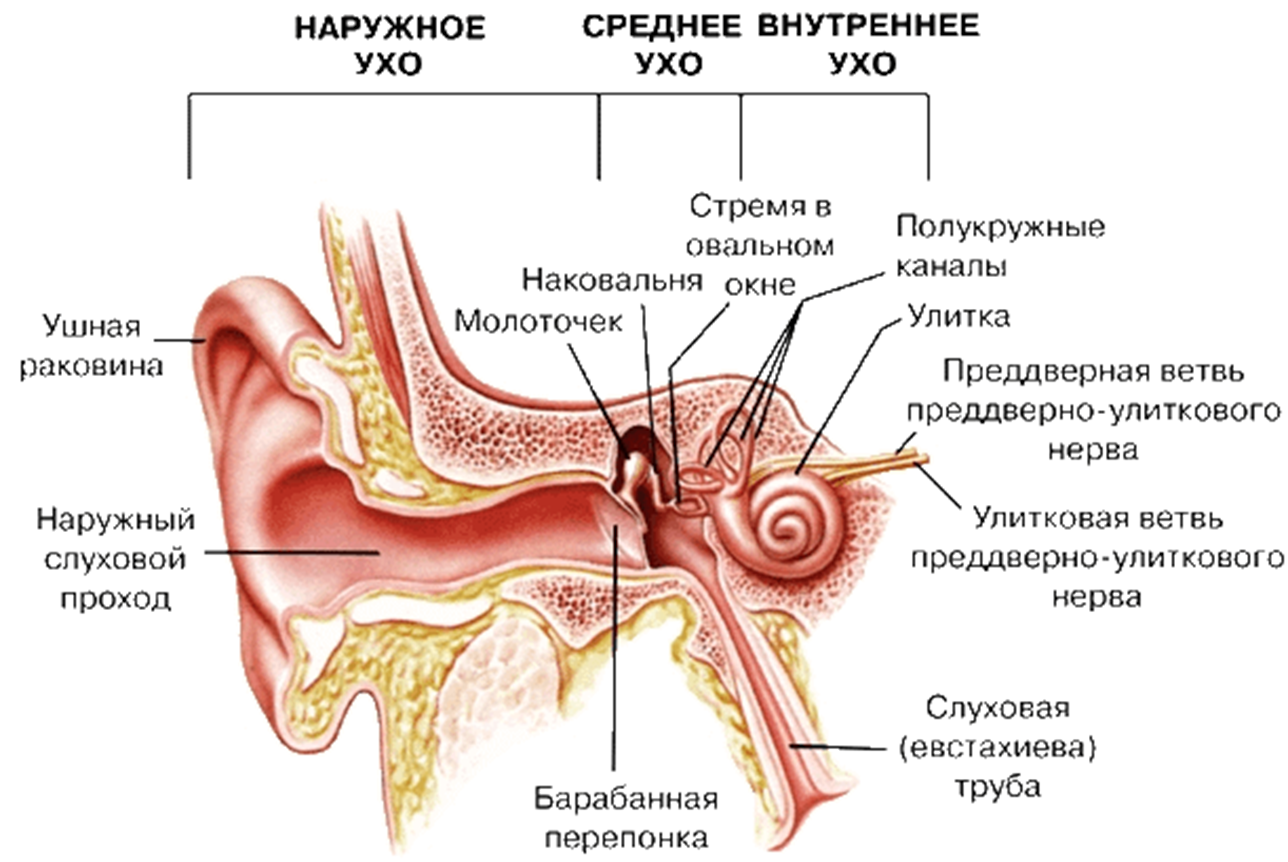 Конспект орган слуха. Схема слухового анализатора анатомия. Строение среднего уха схема. Строение наружного уха внутри. Строение наружного среднего и внутреннего уха.