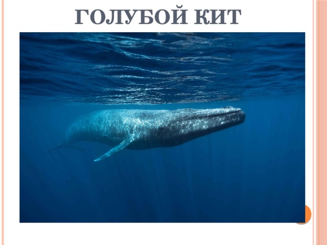 Голубой кит 