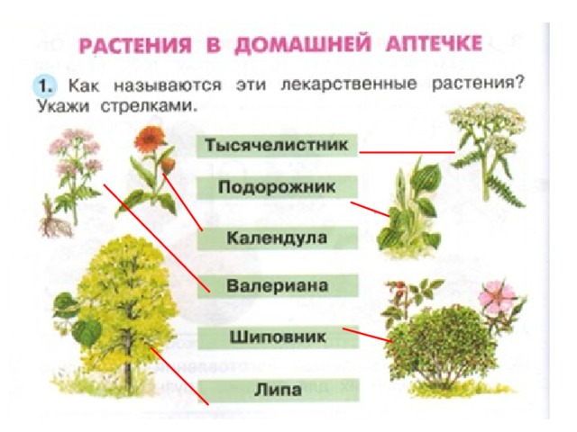 Презентация лекарственные растения 2 класс окружающий мир