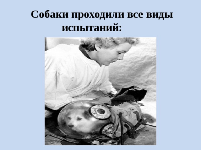  Собаки проходили все виды испытаний: 