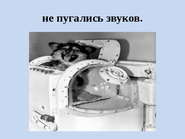 не пугались звуков. 