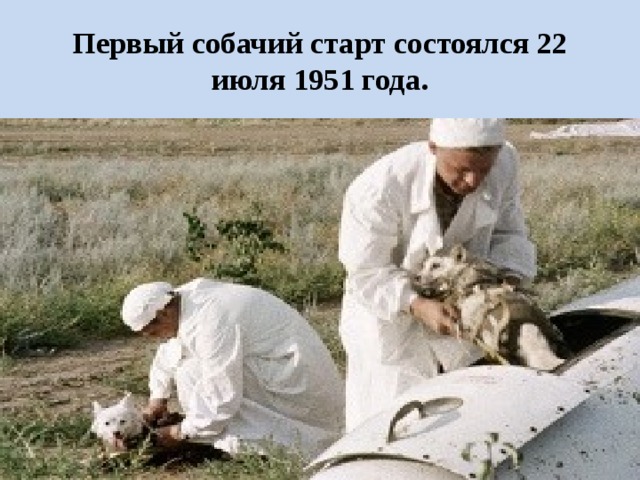 Первый собачий старт состоялся 22 июля 1951 года. 