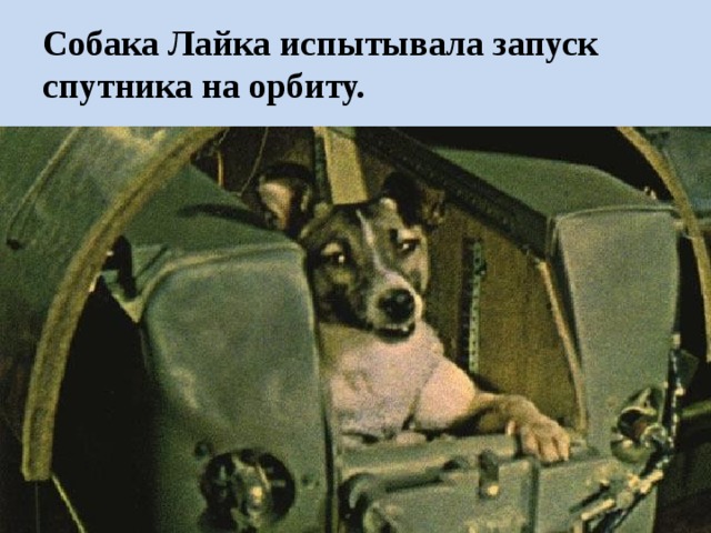 Собака Лайка испытывала запуск спутника на орбиту. 