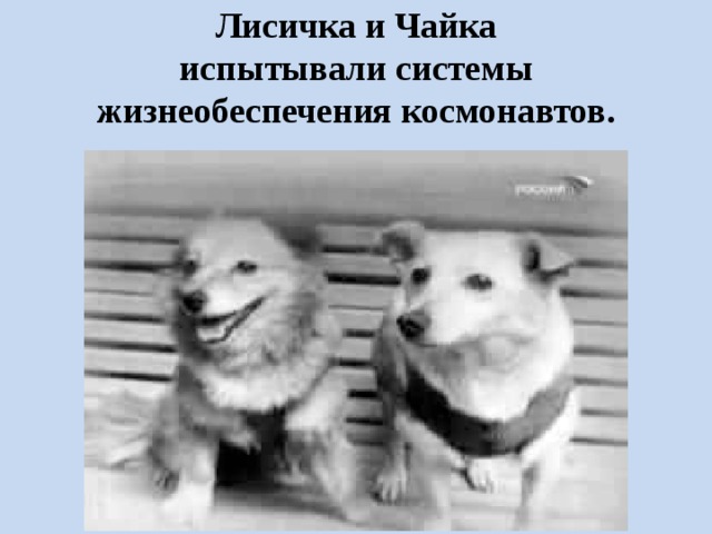 Лисичка и Чайка  испытывали системы жизнеобеспечения космонавтов. 