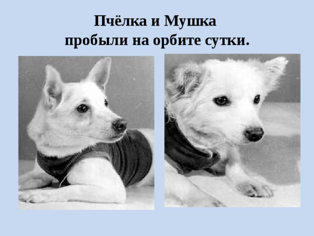 Пчёлка и Мушка   пробыли на орбите сутки. 