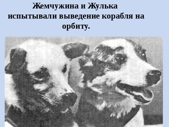 Жемчужина и Жулька   испытывали выведение корабля на орбиту. 