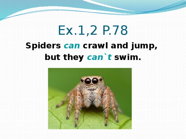 What can crawl a spider can. Spider can Crawl. Clever animals 3 класс. Составь предложения Jump, Crawl, and, can, Spiders. Spiders can Crawl, but they can't Swim..