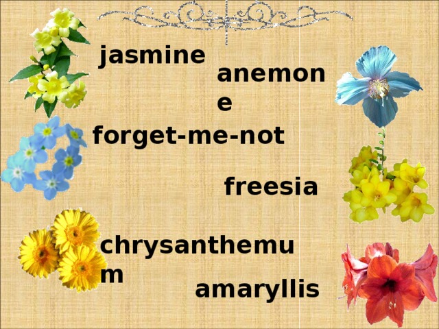 jasmine anemone forget-me-not freesia chrysanthemum amaryllis 