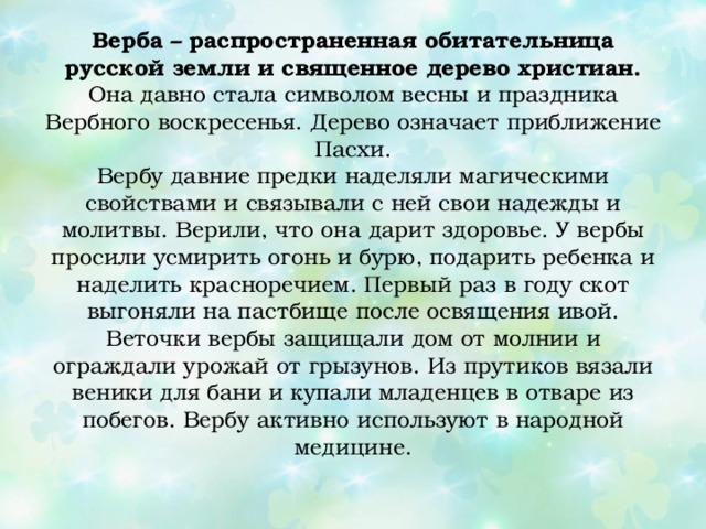 Верба – распространенная обитательница русской земли и священное дерево христиан. Она давно стала символом весны и праздника Вербного воскресенья. Дерево означает приближение Пасхи.  Вербу давние предки наделяли магическими свойствами и связывали с ней свои надежды и молитвы. Верили, что она дарит здоровье. У вербы просили усмирить огонь и бурю, подарить ребенка и наделить красноречием. Первый раз в году скот выгоняли на пастбище после освящения ивой. Веточки вербы защищали дом от молнии и ограждали урожай от грызунов. Из прутиков вязали веники для бани и купали младенцев в отваре из побегов. Вербу активно используют в народной медицине.   