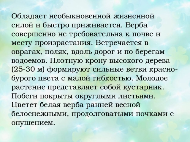 Обладает необыкновенной жизненной силой и быстро приживается. Верба совершенно не требовательна к почве и месту произрастания. Встречается в оврагах, полях, вдоль дорог и по берегам водоемов. Плотную крону высокого дерева (25-30 м) формируют сильные ветви красно-бурого цвета с малой гибкостью. Молодое растение представляет собой кустарник. Побеги покрыты округлыми листьями. Цветет белая верба ранней весной белоснежными, продолговатыми почками с опушением. 