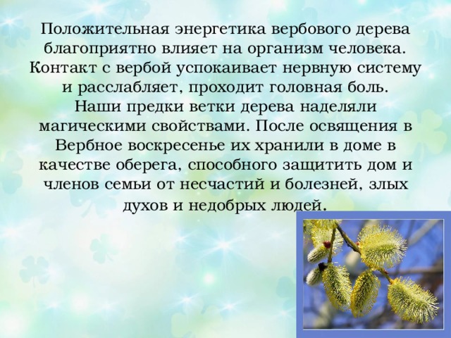 Положительная энергетика вербового дерева благоприятно влияет на организм человека. Контакт с вербой успокаивает нервную систему и расслабляет, проходит головная боль.  Наши предки ветки дерева наделяли магическими свойствами. После освящения в Вербное воскресенье их хранили в доме в качестве оберега, способного защитить дом и членов семьи от несчастий и болезней, злых духов и недобрых людей .   