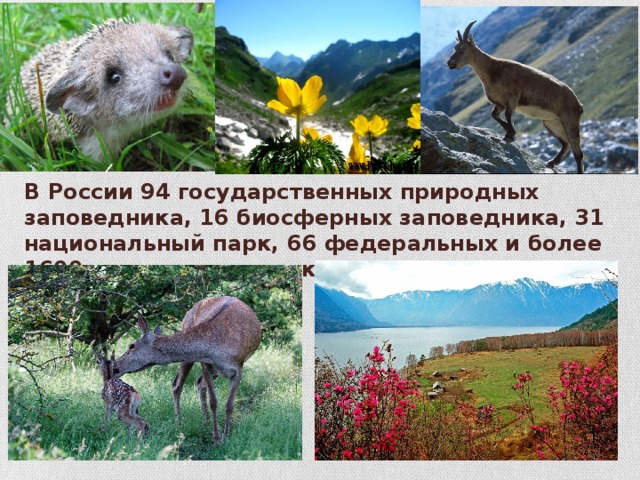 В России 94 государственных природных заповедника, 16 биосферных заповедника, 31 национальный парк, 66 федеральных и более 1600 региональных заказников.  