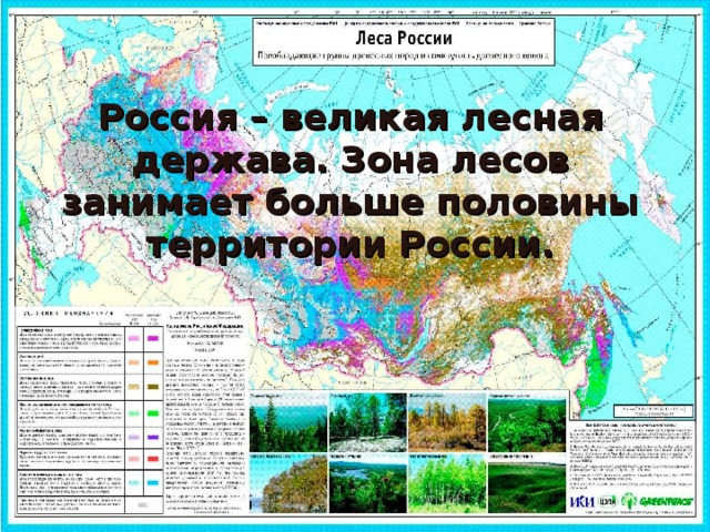 Россия – великая лесная держава. Зона лесов занимает больше половины территории России. 
