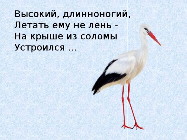 Высокий, длинноногий,  Летать ему не лень -  На крыше из соломы  Устроился ... 
