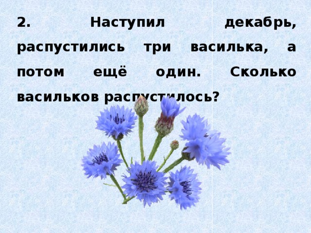 2. Наступил декабрь, распустились три василька, а потом ещё один. Сколько васильков распустилось? 