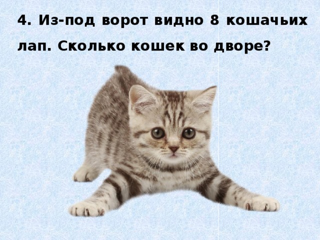 4. Из-под ворот видно 8 кошачьих лап. Сколько кошек во дворе?  