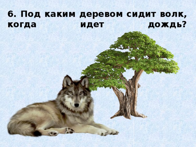 6. Под каким деревом сидит волк, когда идет дождь?    