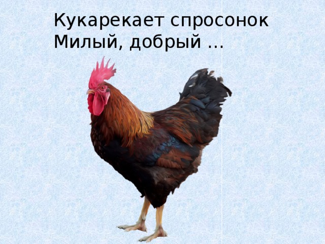 Кукарекает спросонок  Милый, добрый ... 