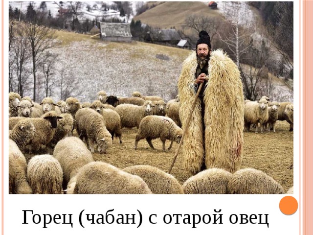 Горец (чабан) с отарой овец 