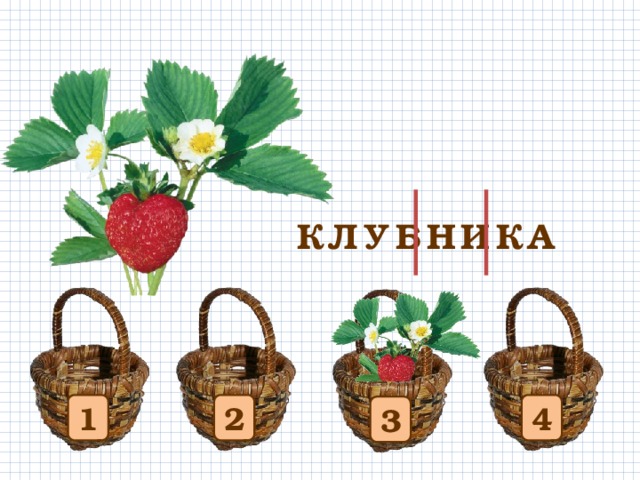 КЛУБНИКА 1 4 2 3 