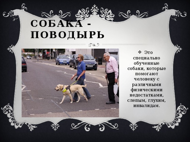 Международный день собак поводырей. Собака поводырь. День собак поводырей. Подготовка собак поводырей. Собаки поводыри кратко.