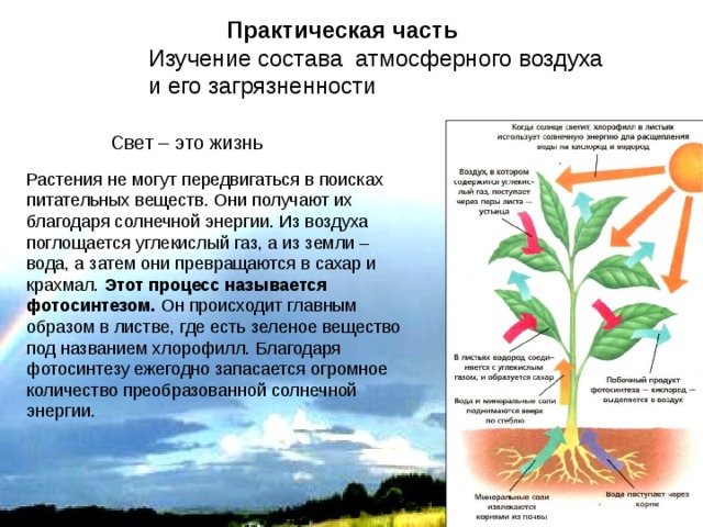  Практическая часть Изучение состава атмосферного воздуха и его загрязненности  Свет – это жизнь Растения не могут передвигаться в поисках питательных веществ. Они получают их благодаря солнечной энергии. Из воздуха поглощается углекислый газ, а из земли – вода, а затем они превращаются в сахар и крахмал. Этот процесс называется фотосинтезом. Он происходит главным образом в листве, где есть зеленое вещество под названием хлорофилл. Благодаря фотосинтезу ежегодно запасается огромное количество преобразованной солнечной энергии. 