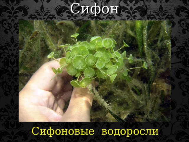 Сифон Сифоновые водоросли 