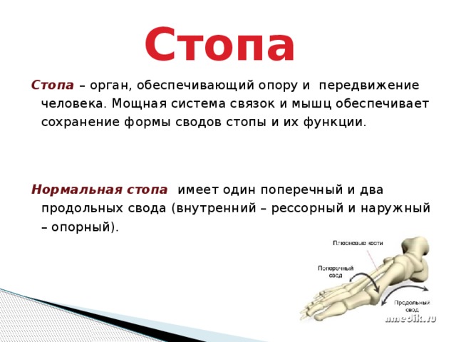 Стоп имей. Стопа имеет. Стопа как орган. Стопа как орган опоры. Стопа сводчатой формы у мужчины или у женщины.