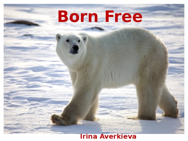 Born Free Irina Averkieva 