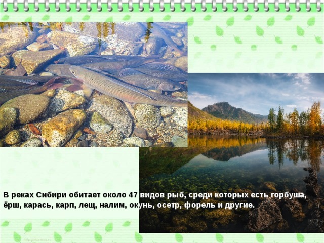 В реках Сибири обитает около 47 видов рыб, среди которых есть горбуша, ёрш, карась, карп, лещ, налим, ок унь, осетр, форель и другие. 