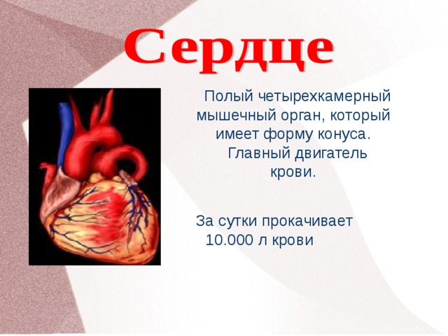  Полый четырехкамерный мышечный орган, который имеет форму конуса.  Главный двигатель крови. За сутки прокачивает 10.000 л крови 