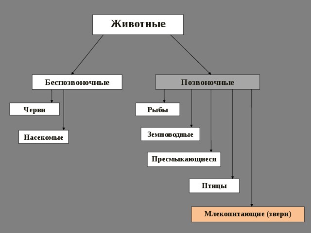 Систематика позвоночных животных схема