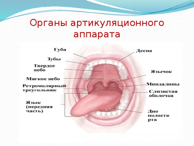 Речевой аппарат презентация