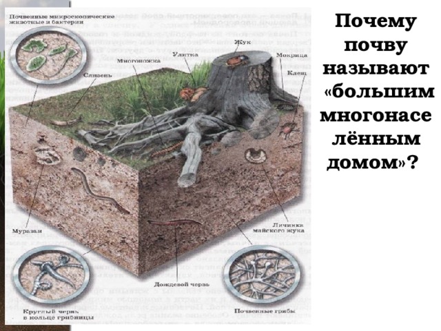 Почему почву называют  «большим многонаселённым домом»? 