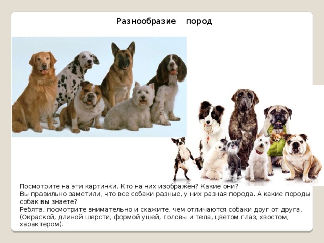 Можно ли узнать породу собаки по фото
