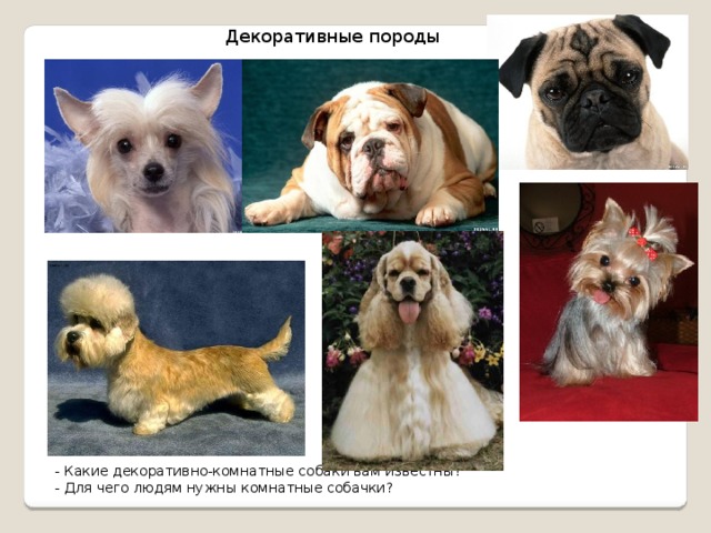 Декоративные породы собак. Декоративные собаки породы названия. Декоративные породы собак. Декоративные собаки названия. Декоративные собаки породы фото и названия.