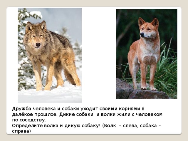 Презентация собака и волк