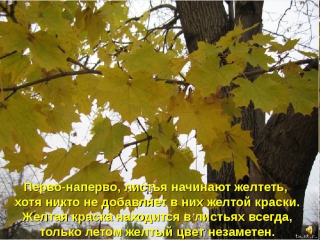 Перво-наперво, листья начинают желтеть, хотя никто не добавляет в них желтой краски.  Желтая краска находится в листьях всегда, только летом желтый цвет незаметен. 