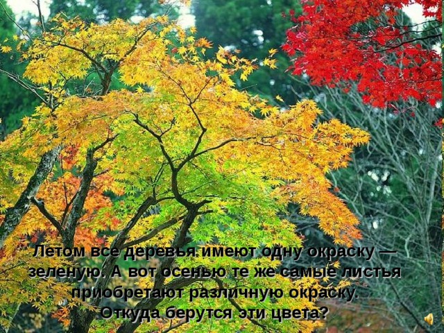 Летом все деревья имеют одну окраску — зеленую. А вот осенью те же самые листья приобретают различную окраску. Откуда берутся эти цвета? 