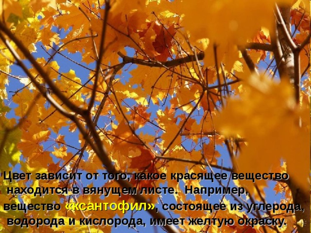 Цвет зависит от того, какое красящее вещество  находится в вянущем листе. Например, вещество «ксантофил» , состоящее из углерода,  водорода и кислорода, имеет желтую окраску. 